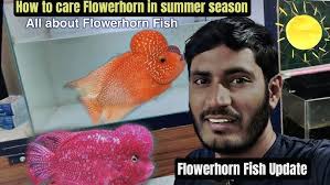 How to care Flowerhorn fish in summer