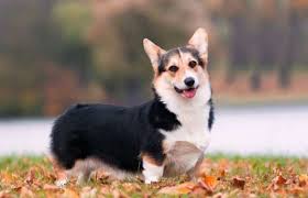 We sell at affordable prices firstly, we endeavor to beat the huge box costs by bringing to you our little dogs at the most moderate costs you can discover. The Average Cost Of A Pembroke Welsh Corgi Ranges From 600 To 1 200 Top Attributes These Dogs Are David R Corgi Dog Breed Corgi Dog Smartest Dog Breeds