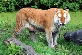 The tail was a happy accident in that all was trying to do was make it posable and it also ended up bouncy. Golden Tabby Tiger Foto Bild Tiere Zoo Wildpark Falknerei Saugetiere Bilder Auf Fotocommunity