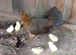 Your hen is an american game hen. What Is A Game Hen Backyard Chickens Learn How To Raise Chickens