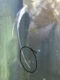 Different types of fin rot: Is This Fin Rot Help Please Aquariums