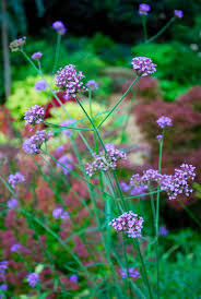 Like ferns, mosses do not require pollinating in order to propagate, so they do not attract insects. The Best Flowers For Bees And Butterflies Houzz Uk