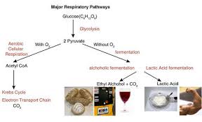 Maybe you would like to learn more about one of these? Anaerobic Respiration Advanced Read Biology Ck 12 Foundation