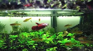 Betta fish do best in tanks that include a filter. Volcano Filter Betta Aquarium The Kid Should See This