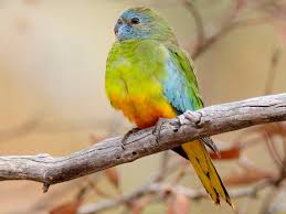 Image result for Chrysoclista splendida