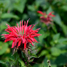 Image result for Monarda didyma