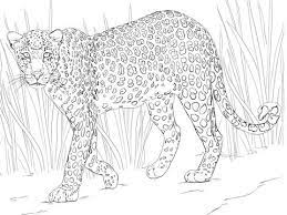 Tangle leopard coloring book page for adult. African Leopard Coloring Page African Leopard Animal Coloring Pages