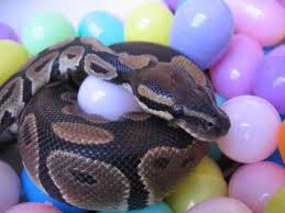 The Best Pet Snake For A Beginner Pet Snake Snake Cages Ball Python Pet