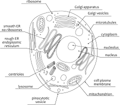 The animal cell answer key. Https Content Schoolinsites Com Api Documents E084353de03a48b1883c9b7afc9744ab Pdf