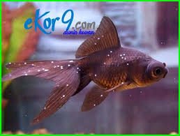 Pembayaran mudah, pengiriman cepat & bisa cicil 0%. Pin On Ikan