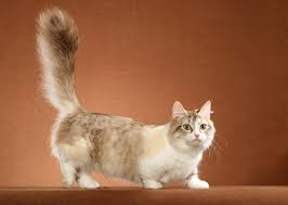 Maybe you would like to learn more about one of these? 11 Cat Breeds With Funny Names Like Ragamuffin And Pixiebob
