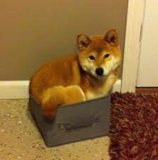 Responsible Breeders Shiba Club Of Greater New York Shiba Inu Rescue Association Sira Home Facebook Shiba Inu Puppy For Sale Shiba Inu Puppy Kennel Dog Club