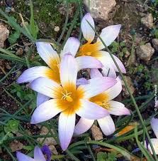 Image result for Romulea