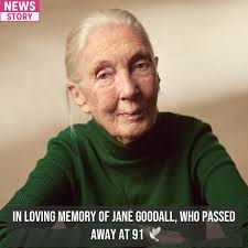 I'm devastated to hear Jane Goodall has died. The planet weeps. I will  always remember her, standing onstage with arms outstretched, telling the  story of how a sparrow found a way to