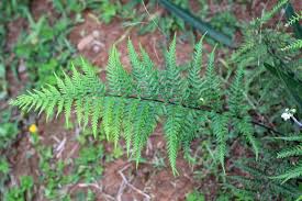 Image result for Pityrogramma calomelanos