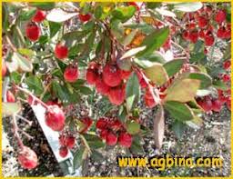 Image result for Putterlickia verrucosa