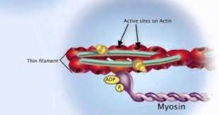 Sliding Filament Mechanism Youtube Muscle Physiology Filament Anatomy Muscles
