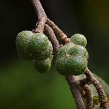 Image result for Oliverella rubroviridis