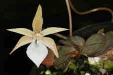 Image result for Aerangis alcicornis