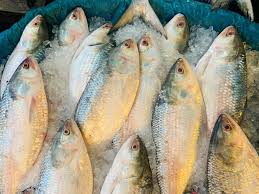 Bengalis And Hilsa Fish (Ilish Maachh ...