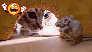 Funny Cats Vs Mouse Funny Mouse Funny Dog Videos Funny Cat Compilation