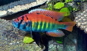 African Cichlids: 37+ Colorful Types, The Beauty Of Diversity