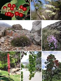 Image result for Sericostachys scandens