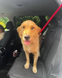 DOG FOUND A huge thanks to the kind lady who rescued her