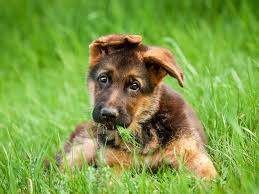 También puedes añadir la foto de tu pastor alemán(o cualquier otro animal) que tengas. 15 Consejos Cuando Tienes Un Pastor Aleman