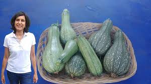 We did not find results for: How To Grow Zucchini From Seeds First 6 Weeks With Actual Results Youtube