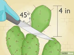 Gather the cuttings, dry them, place them in water, and just wait for them to root! Simple Ways To Root Cactus 12 Steps With Pictures Wikihow