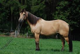 See more ideas about horses, buckskin horse, dun horse. Buckskin Pferde Wiki Fandom