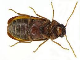 Woodworm Identification 11 Types Of Wood Boring Insect Woodworm Treatment Black Insects Wood Wasp