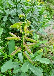 Image result for Crotalaria rhodesiae