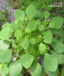 Image result for Acalypha brachystachya
