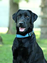 We have them small under 50 pounds and over 100 pounds. Black Lab Chalet