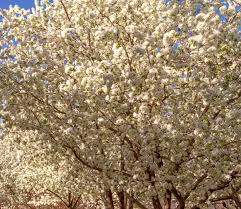 The flowers and peapod shaped fruits are edible when young and tender. 14 Trees With White Flowers To Brighten Your Yard