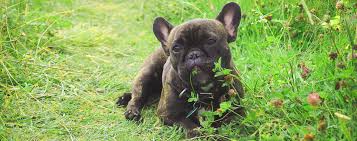 Maybe you would like to learn more about one of these? Dog Eating Grass And Other Plants Know What S Toxic