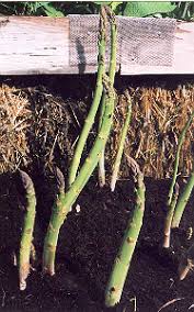 Image result for Asparagus officinalis