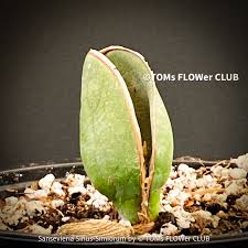 Image result for Sansevieria sinus-simiorum