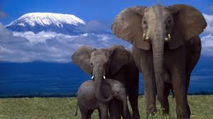 The african continent is home to a diverse group of animals. 10 Most Endangered Animals In Africa