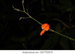 Image result for Hylodesmum repandum