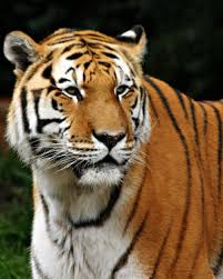 Tigers are one of the most beautiful felines that are on the verge of extinction. Tigers