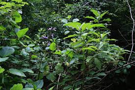 Image result for Brillantaisia cicatricosa