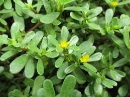 Image result for Portulaca centrali-africana