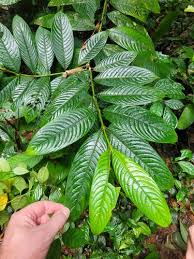Image result for Pauridiantha viridiflora