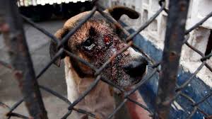 Resultado de imagen para maltrato animal