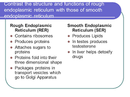 Maybe you would like to learn more about one of these? What Is The Job Of The Rough Endoplasmic Reticulum Job Retro