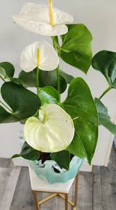 Image result for Anthurium andraeanum