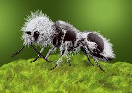 Image result for panda ant